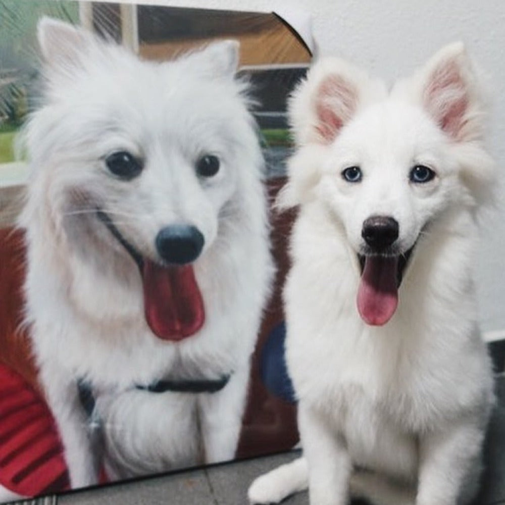 Oil Painting Pet & Human Portraits